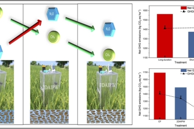 Methane and nitrous oxide emissions in rice fields influenced with duration of cultivars and irrigation regimes