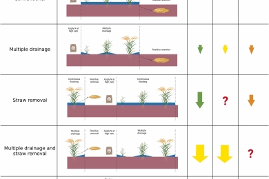 Opportunities for mitigating net system greenhouse gas emissions in Southeast Asian rice production: A systematic review