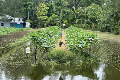 Sorjan Farming: A Climate-Smart Solution for Coastal Bangladesh