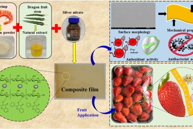 Novel packaging chitosan film decorated with green-synthesized nanosilver derived from dragon fruit stem