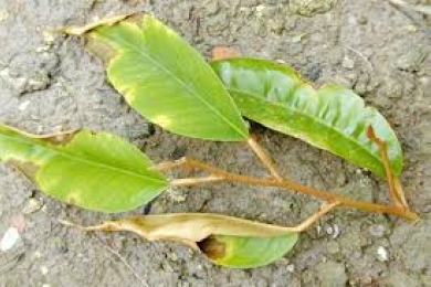 <span style="font-style:italic;">Colletotrichum</span> species associated with durian (<span style="font-style:italic;">Durio zibethinus</span> Murray) in Hainan, China