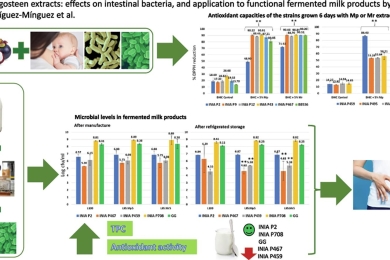 Mangosteen extracts: Effects on intestinal bacteria, and application to functional fermented milk products