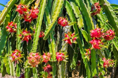 Mitigating heat stress in dragon fruit in semi-arid climates: the strategic role of shade nets in enhancing fruit yield and quality