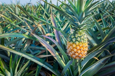 Pineapple farming transforms Yangbari