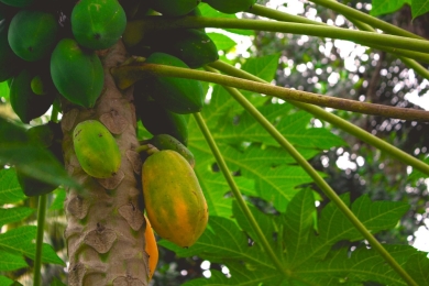 PAPAYA/CEPEA: Reduction in supply is observed and prices begin to react in producing markets