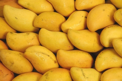 Mango farmers of Chittoor district told to apply for crop insurance