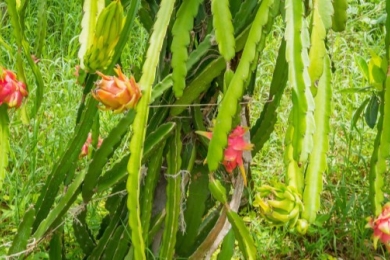 Intercropping of Dragon Fruit and Marigold Boosts Farmers’ Production and Income