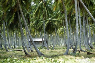 Fertilizer subsidies for coconut plantation owners