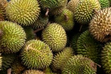 Unleashing the potential of durian: challenges, opportunities, and the way forward