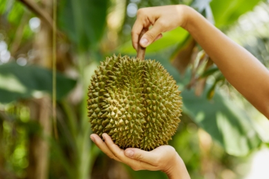 Evaluation of durian maturity using short-range, coded-light, three-dimensional scanner with machine learning