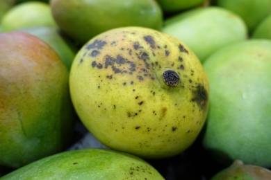 Analysis of soil bacterial diversity and effective control of mango anthracnose