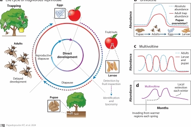 Fruit flies: Challenges and opportunities to stem the tide of global invasions