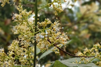 Favorable weather for lychee trees to bloom