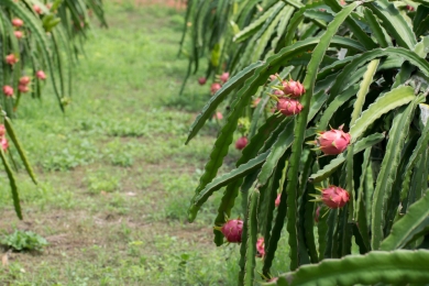 How a techie’s dragon fruit biz earns Rs 20 lakh/Yr