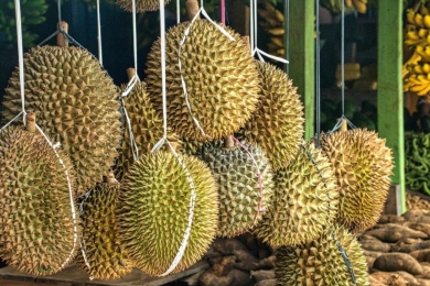 China’s First Durian Processing Plant Set To Begin Operations in June