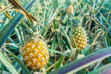 Pineapples gaining popularity with Cambodian farmers