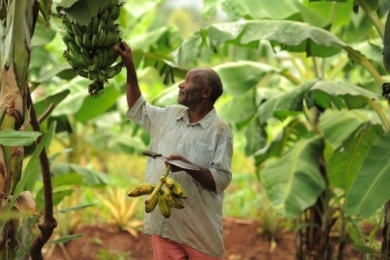 COP29: New FAO Analysis Maps Nationally Determined Contributions, Identifies Opportunities, Gaps, and Risks Related to Agri-food Climate Solutions