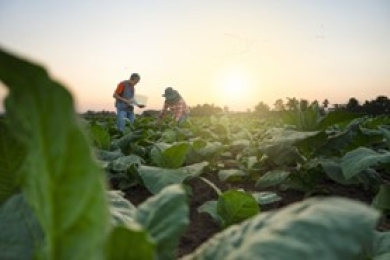 COP29 – Transforming Agri-Food Systems