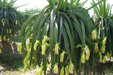 Enhancing dragon fruit [<span style="font-style:italic;"> Hylocereus undatus </span>(Haw.) Britt and Rose] propagation with indole-3-butyric acid (IBA) and cutting techniques