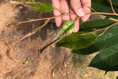 Leveraging multi-round learning and noisy labeled images from online sources for durian leaf disease and pest classification