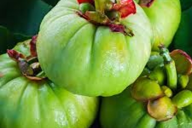 Status and prospects of cultivation of Garcinia species in India