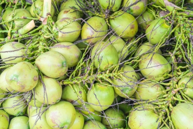 Price of tender coconuts may go up this summer