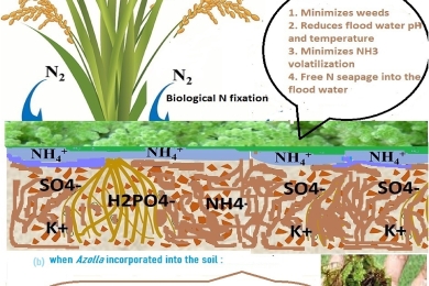 An overview of underutilized benefits derived from Azolla as a promising biofertilizer in lowland rice production