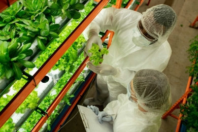 Supply chain optimization could boost vertical farming. Here's how