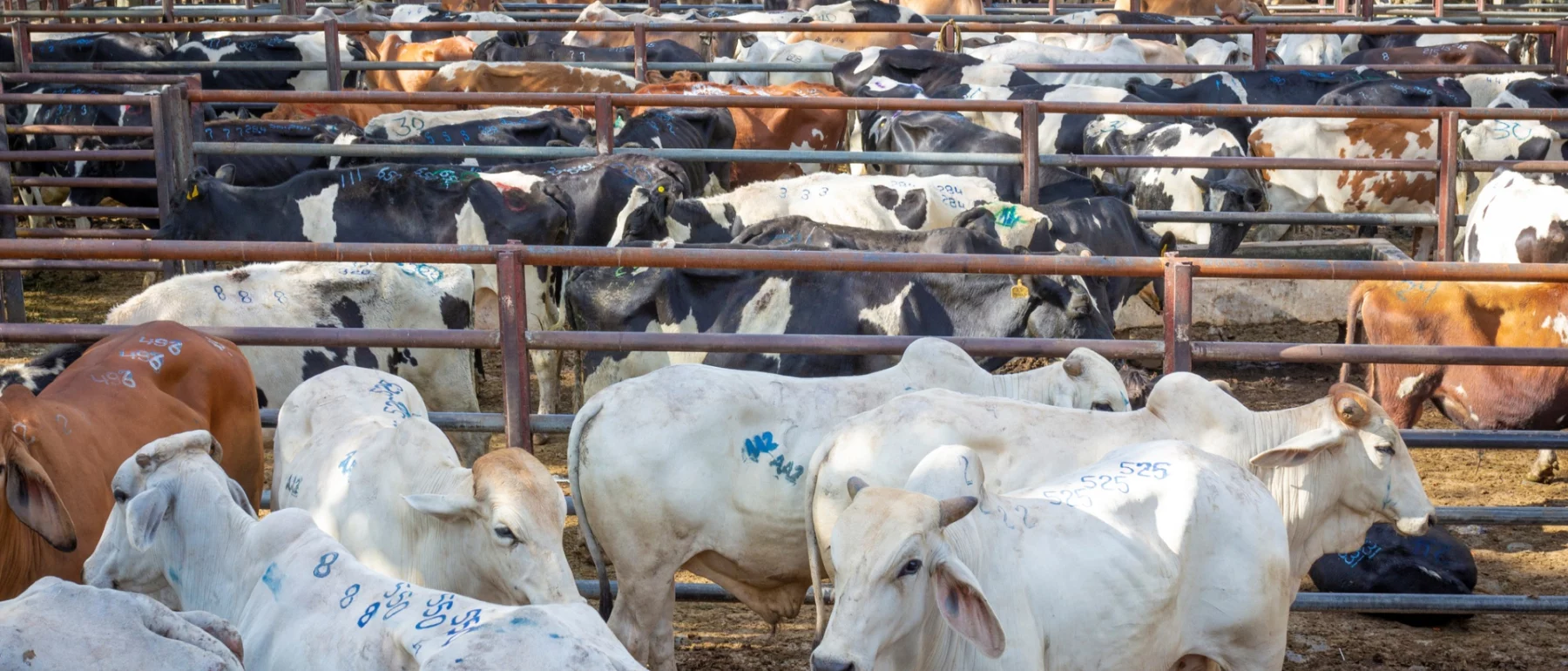 Replacing one polluting sector with another? The perils of shifting from coal to livestock in Cesar, Colombia