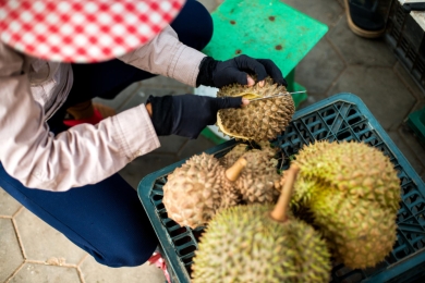 Laos to expand durian farming to support commercial fruit industry