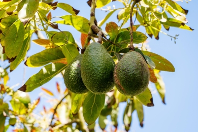 Polk County citrus grower swaps crop to avocados