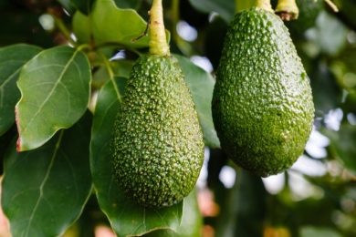 George emerges as exciting new avocado-growing region