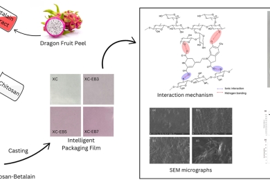 Development of intelligent packaging from xyloglucan-chitosan modified film with betalains from dragon fruit (<span style="font-style:italic;">Hylocereus undatus</span>) peels