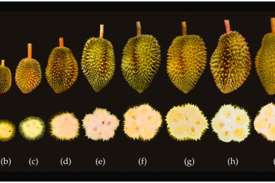 Fruit quality and antioxidant content in durian (<span style="font-style:italic;">Durio zibethinus</span> Murr.) cv. ‘Monthong’ in different maturity stages