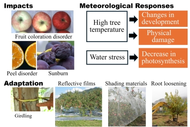 Meteorological responses of fruit trees, impact of climate change on fruit production, and adaptation strategies