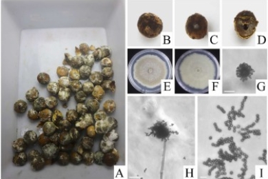 Identification, pathogenic mechanism and control of <span style="font-style:italic;">Aspergillus aculeatus</span> causing postharvest fruit rot in Longan