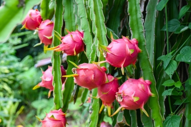 Taiwan technical mission hosts dragon fruit demonstration