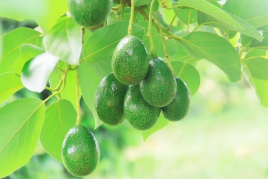 Avocado production in southern Taiwan under threat