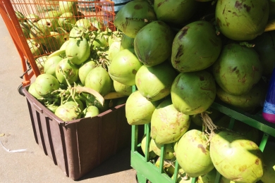Sending coconuts to China lauded