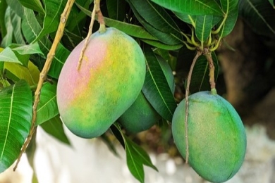 Dominican Republic doubles mango exports, promotes grapes