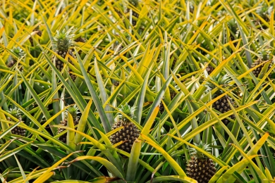 How farmers are earning big from pineapple farming as demand soars