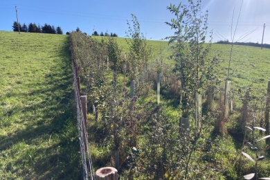 UK Guidance - A Guide to Agroforestry