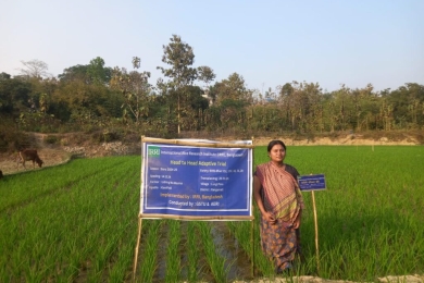 Transforming rice cultivation in the hilly regions of Bangladesh: A story of resilience and innovation
