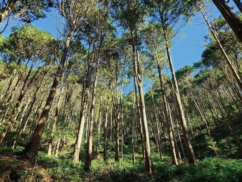 Taiwan forestry launches ESG platform to link carbon projects with corporate sustainability goals