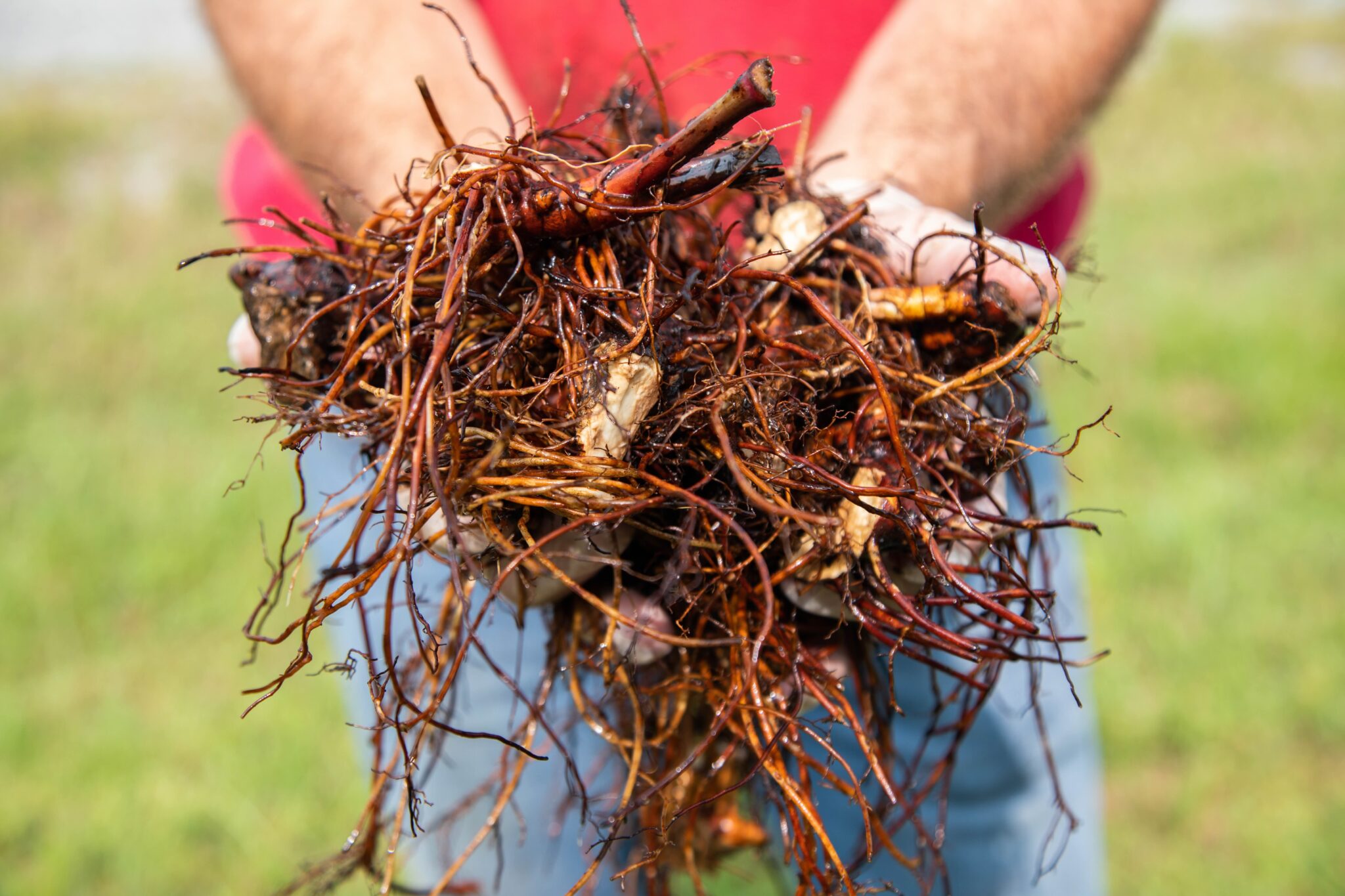 As US agroforestry grows, federal funding freeze leaves farmers in the lurch