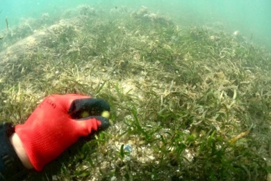 Pintung launches seagrass restoration on Earth Day with 1,000 seeds planted