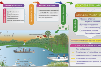 Salt marsh restoration: an overview of techniques and success indicators
