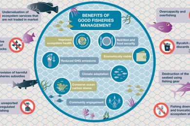 Good fisheries management is good carbon management
