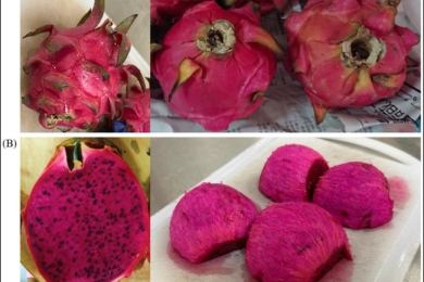 Red dragon fruit (<span style="font-style:italic;">Hylocereus polyrhizus</span>), a superfruit rich in betacyanins pigments with antioxidative potential for hepatoprotection: A review
