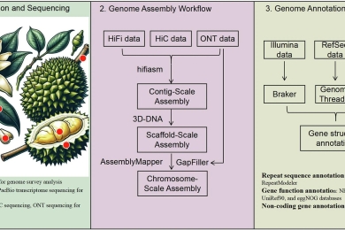 Chromosome-scale haploid genome assembly of <span style="font-style:italic;">Durio zibethinus</span> KanYao
